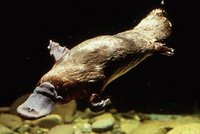 platypus